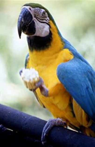 Parrot polly Macaw wanna cracker about Bird