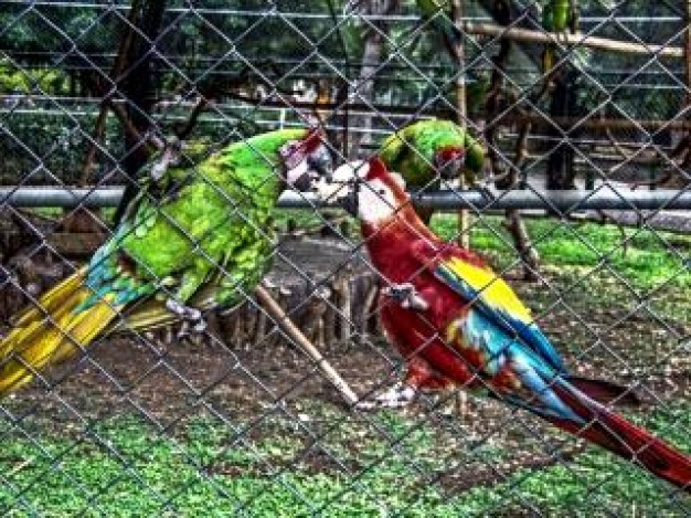 Parrot zoo Macaw parrots nature pet about Bird Species