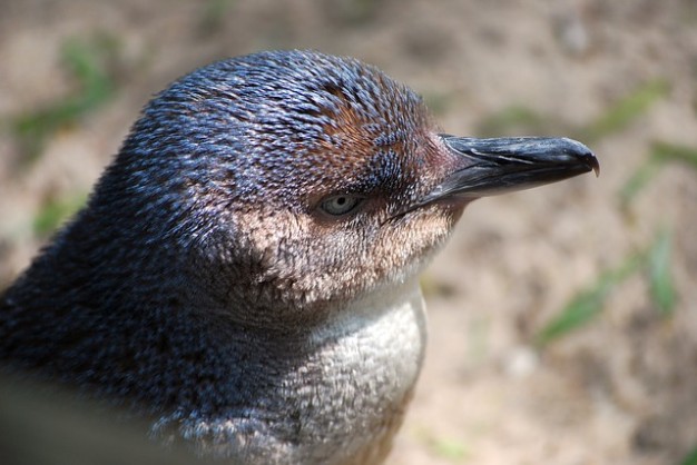 Penguin australia animal penguin fairy about Little Penguin Sweater