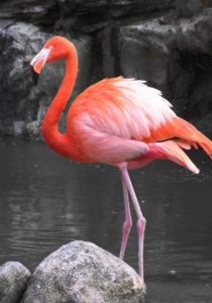 Plastic flamingo Biology about Flamingo Eilat Flora and Fauna Chordata