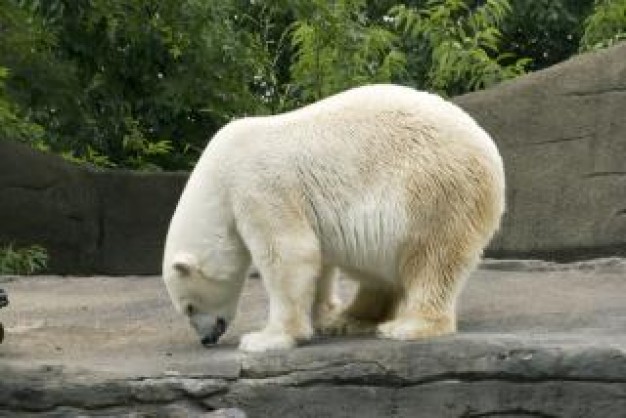 polar Bear bear polarbear about Brooklyn Greta Van Susteren