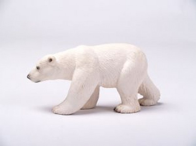 polar Bear side view about Biology Flora and Fauna