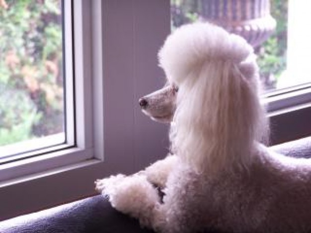 Poodle toy Dog poodle looking to window about Pet Recreation