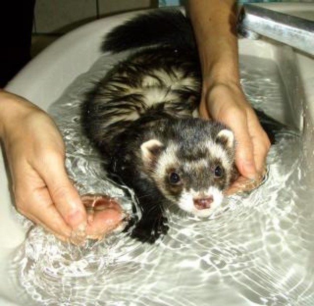 Recreation ferret Pets bathtime about Rescues and Shelters