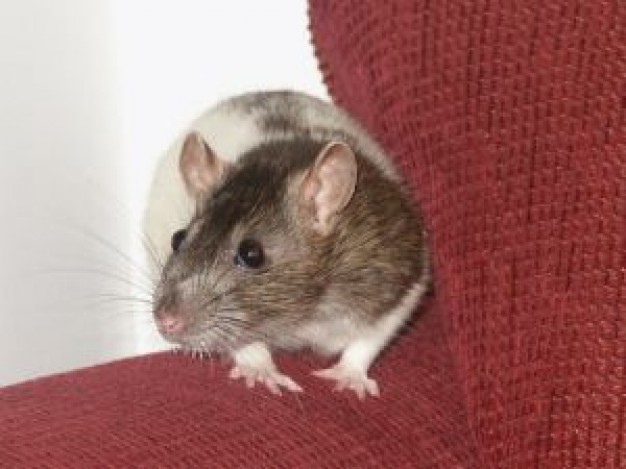 Rodent young Rat female rat about Recreation Pets