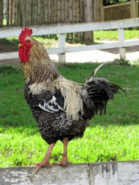 Rooster Chicken galo about farm animal