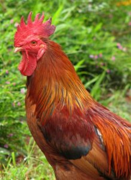 Rooster colors Bird about Chicken Poultry Animal New York City Fowl