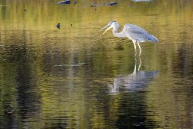 Sandhill Crane Bird in shallow waters about National Audubon Society Great Egret