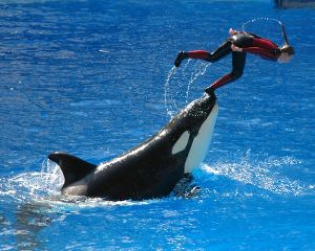 SeaWorld sea Shamu world visit about Killer whale Tilikum