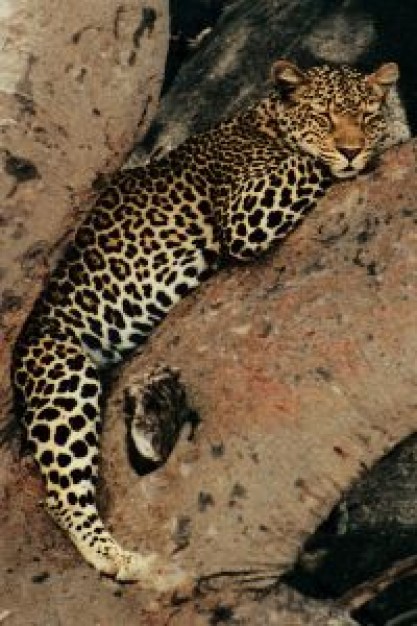 Serengeti leopard Africa sleeping about Tanzania Leopard Kenya Maasai Mara Games