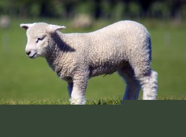 Sheep baby grassland lamb about Lamb and mutton Farm