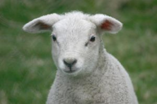 Sheep Farmer portrait about Livestock National Farmers' Union Agriculture and Forestry France