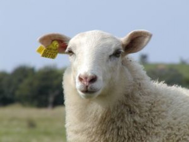 Sheep front view Agriculture and Forestry about Livestock Breeds Associations Management