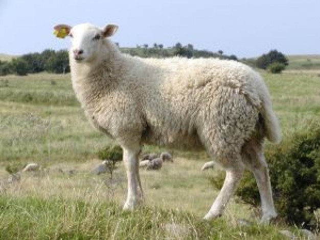 Sheep Jacob looking back grassland about God Galway Dream vision Texel Business