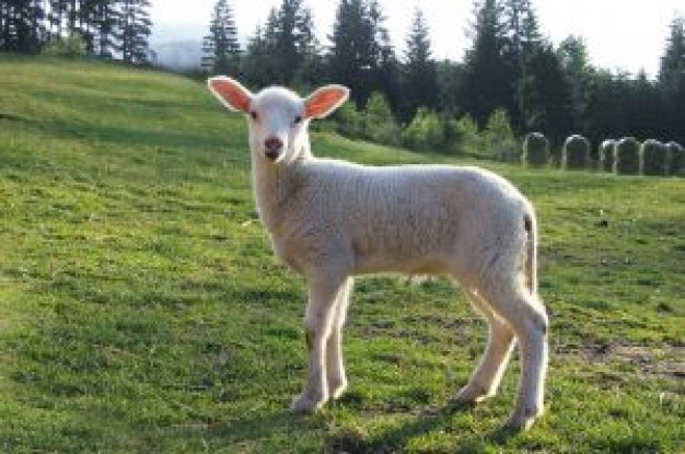 Sheep lamb and mutton about Gurkha farm and grassland