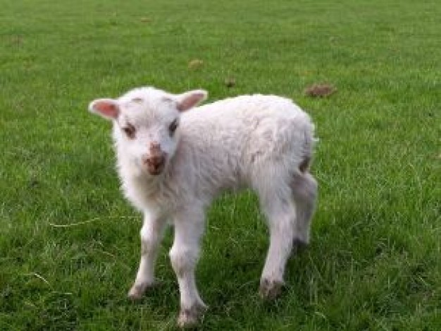 Sheep little Lamb and mutton lamb about Ireland