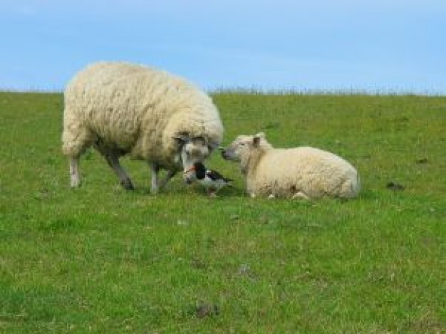 Sheep schafe Shepherd und vogel dog about Business and Economy Was mir behagt  ist nur die muntre Ja