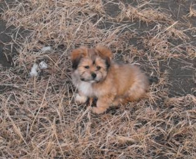 shitsu Pets dog standing in dead grass about Recreation Shih Tzu