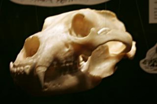 Skull animal Spain skull teeth about death art