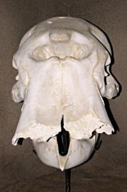 Skull elephant Skeleton skull about Business and Economy Human skeleton