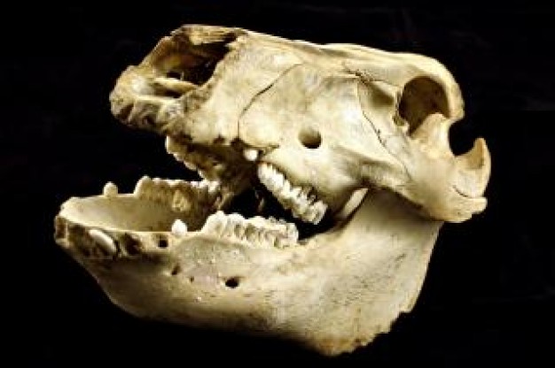 Skull sheep Brain skull cranium about Skull and Bones Organizations