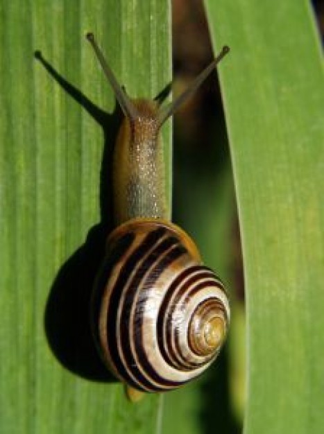 Snail helix clawling about Strider Capcom