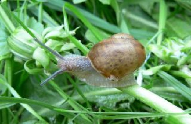 Snail Slug clawling at grass about Gastropoda Garden