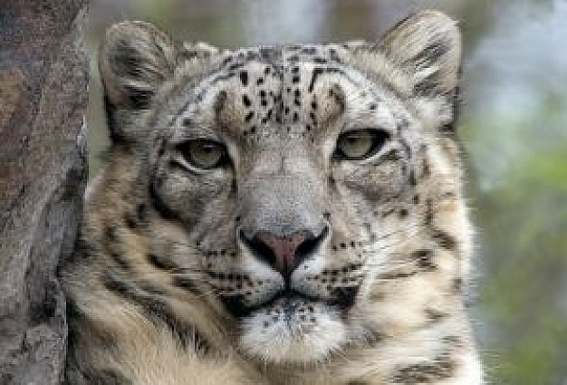 snow Leopard front view about Mammalia Flora and Fauna