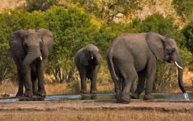 South Africa kruger Kruger National Park elephants about Elephant Africa