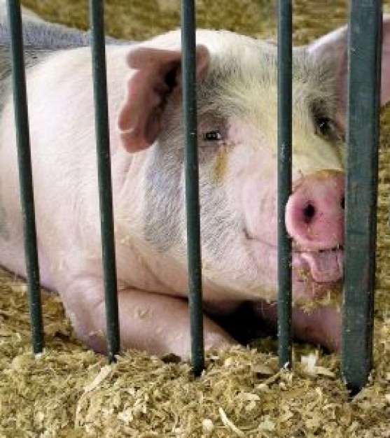 Spain a happy pig about Pig portrait