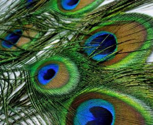 Spain peacock Autonomous Communities feathers 4 about Business and Economy Peafowl