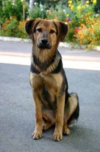 Spain sitting Siward Barn dog about Edgar the Ætheling