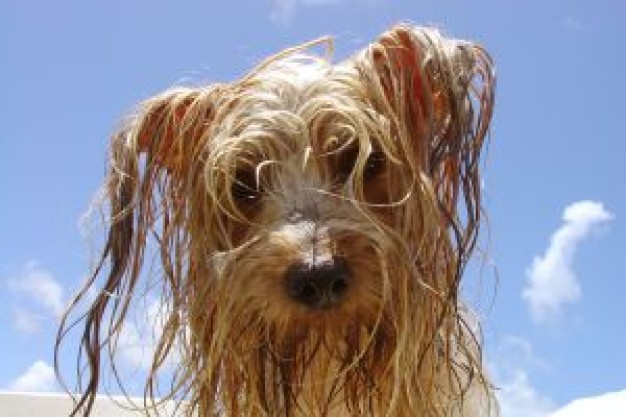 Spain wet Malaga doggy about front view of Dog