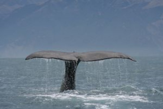 Sperm whale Cetacea tail series about Humpback whale Marine mammal