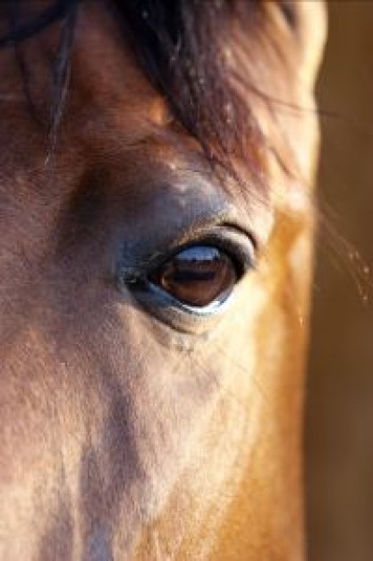 Sports bay Equestrian horses eye about Horse portrait