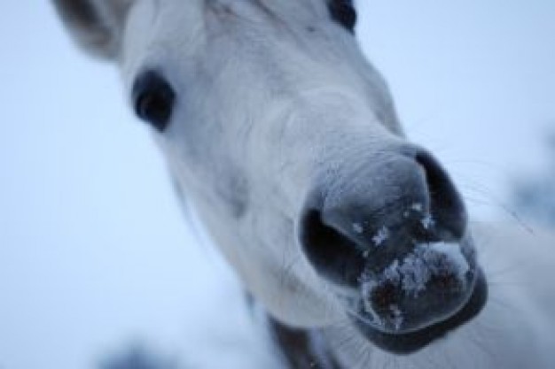 Sports horses close-up about Ski Boston