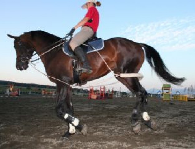 Sports woman riding a dark brown horse about Ironside NBC