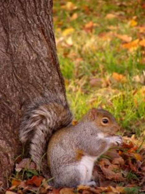 Squirrel Costa Rica about Recreation Red squirrel Southern flying squirrel Baltimore Oriole Victoria