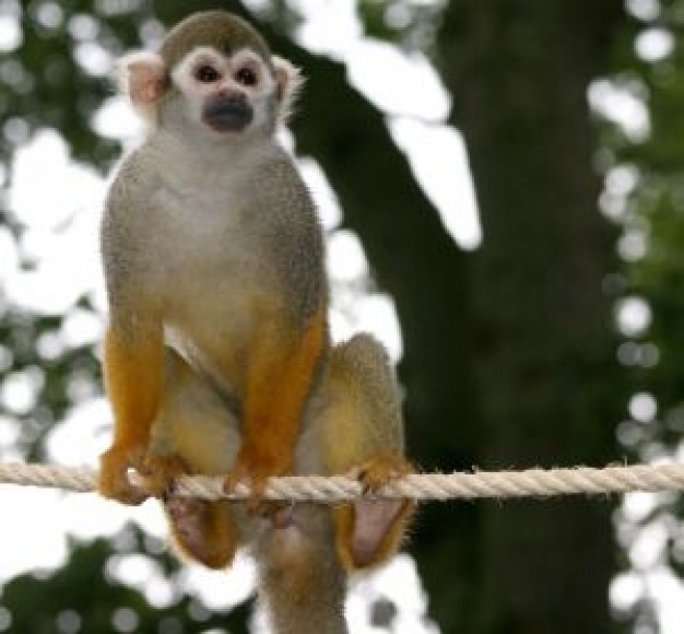 Squirrel monkey Costa Rica monkey about Spider monkey zoo