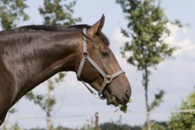 Stallion horse Horse eating with trees at background about Horse gait