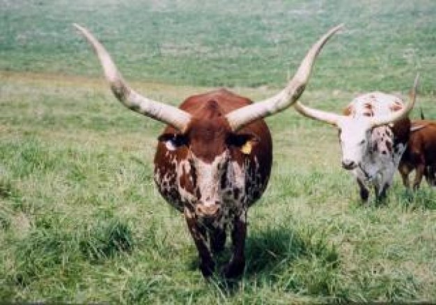 Texas Longhorn Cattle cow about wild grassland