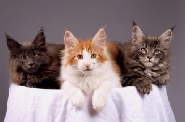 three Cat maine Kitten coons kittens about Pet Maine Coon