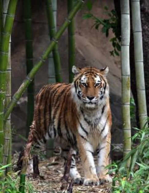 Tiger India maneater about bamboo Uttar Pradesh Jim Corbett National Park