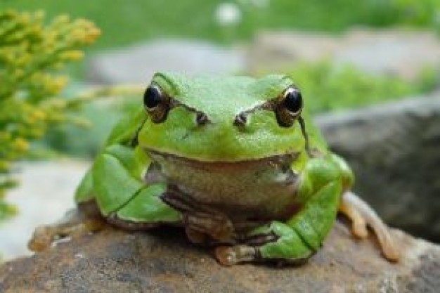 Tree frog front frog about Flora and Fauna Anura