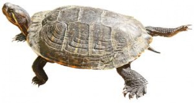 Turtle tortuga Glade about Santa Cruz Island Caribbean
