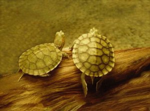 two turtles Biology underwater about Reptilia Flora and Fauna Chordata Animalia Sea turtle