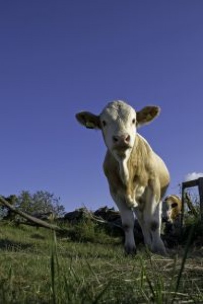 Veal small Cattle cow about Dairy Calf farm