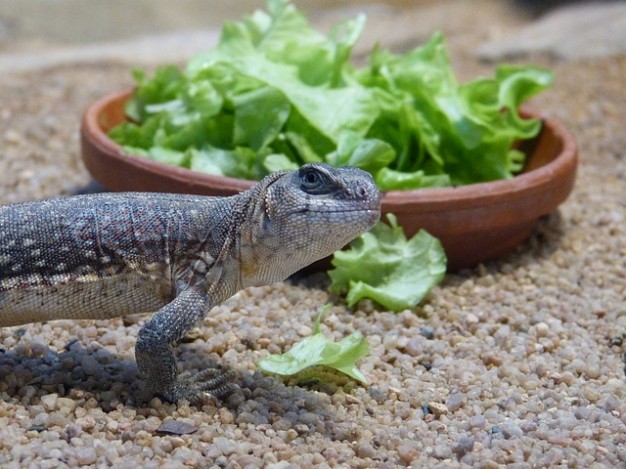 Vivarium eyes Salad reptile terrarium animal lizard about Pet Reptiles and Amphibians