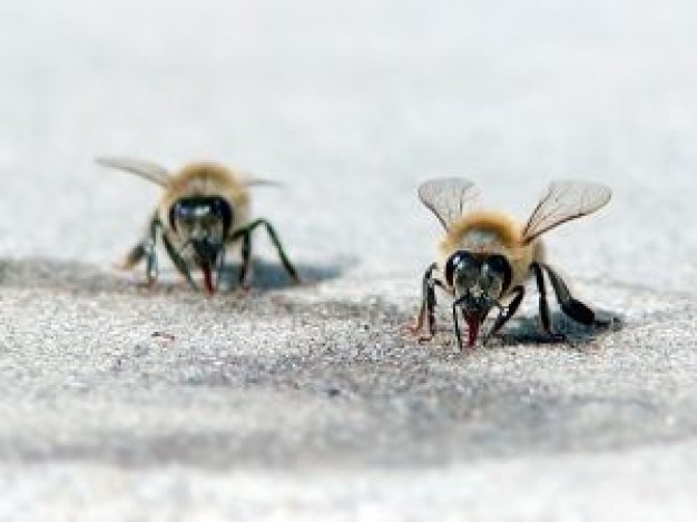 Wasp two Pest control bees close-up on floor about Bee Hymenoptera