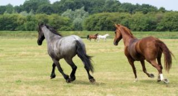 Wildlife Trust horses Grassland in the netherlands grasslands brown about Agriculture Wildlife